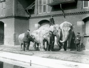 1930年以前のロンドン動物園で飼育しているアジアゾウ、2匹の大人と2匹の若い象（bw写真）